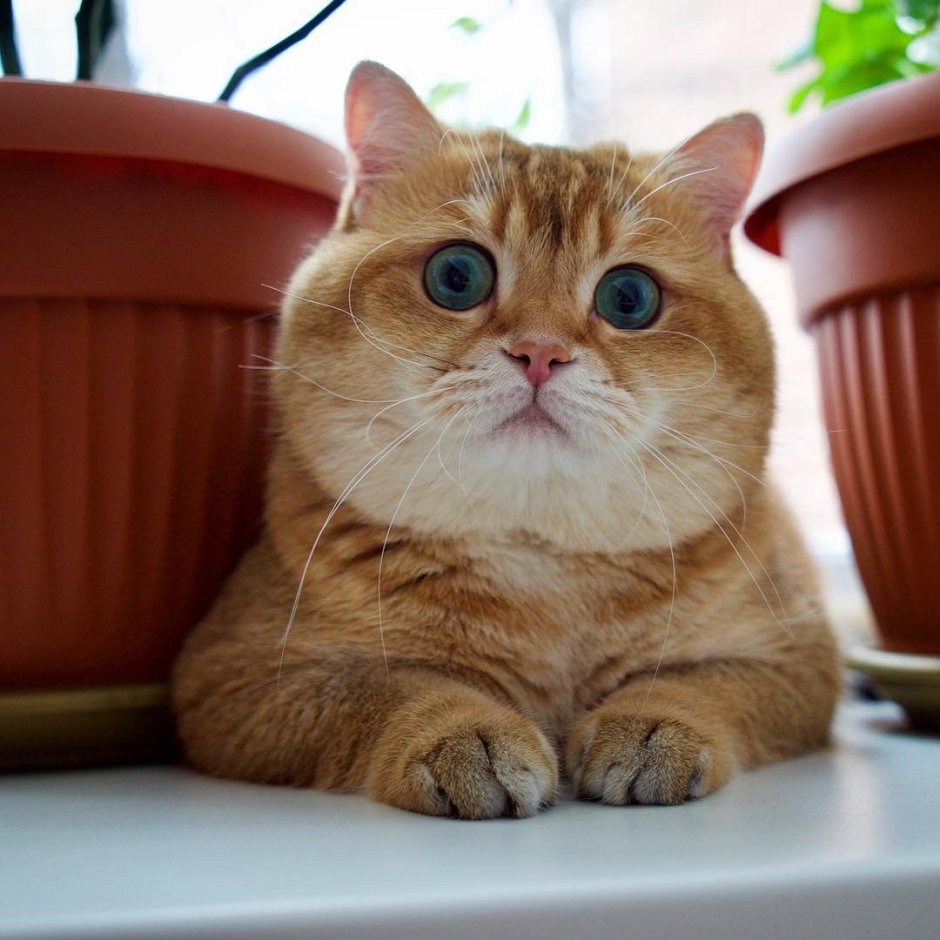 Скоттиш страйт Хосико