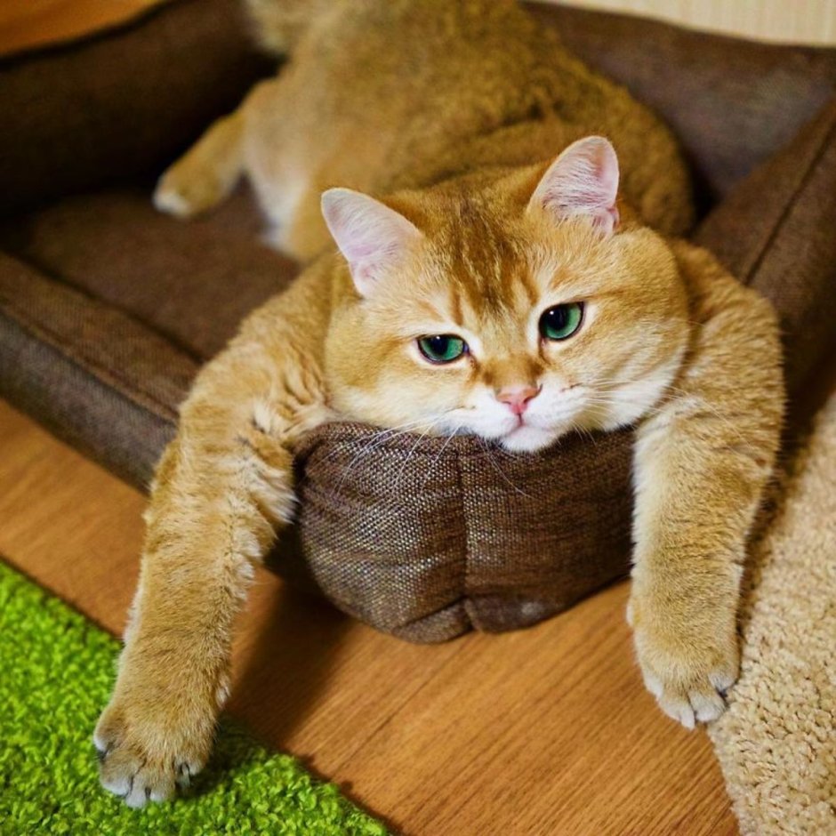 Кошка Хосико