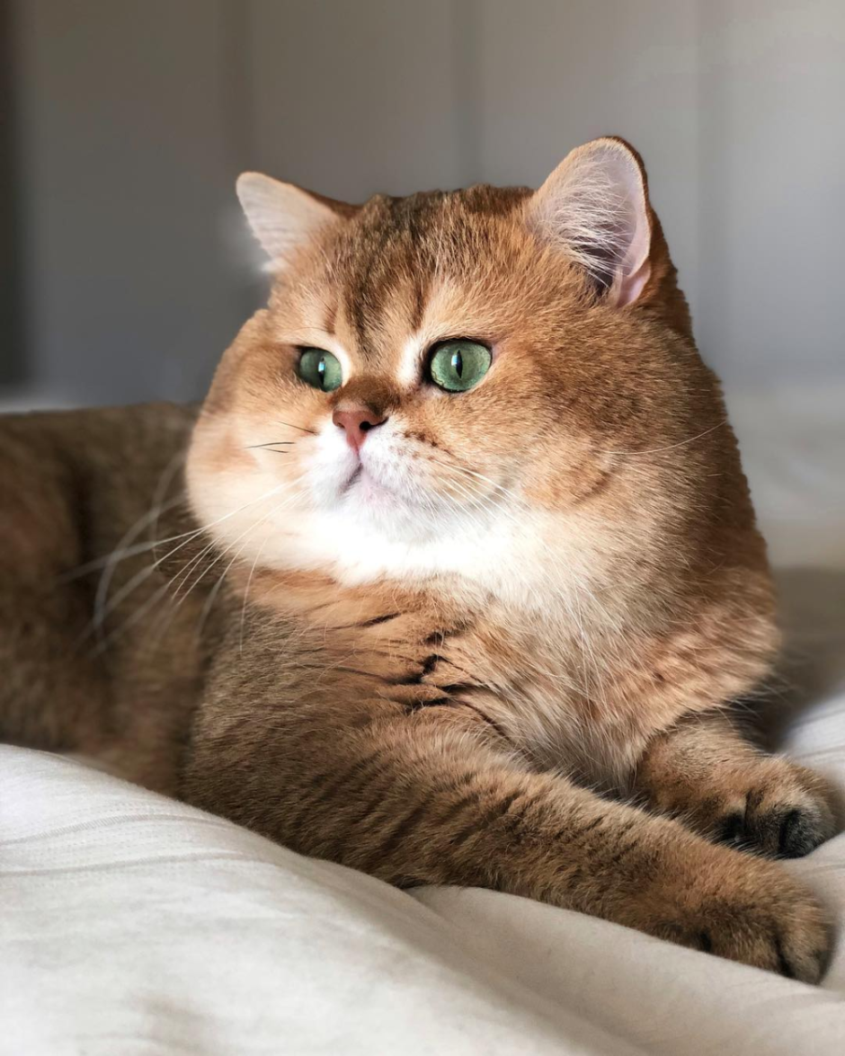 Пухлая кошка