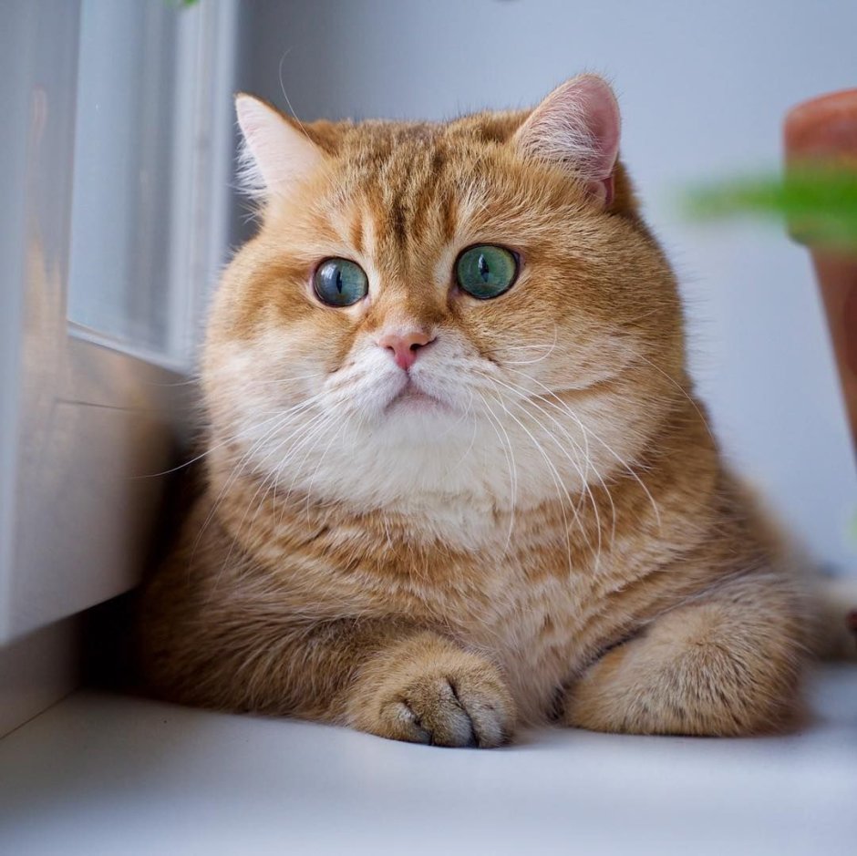 Коты британские шиншиллы