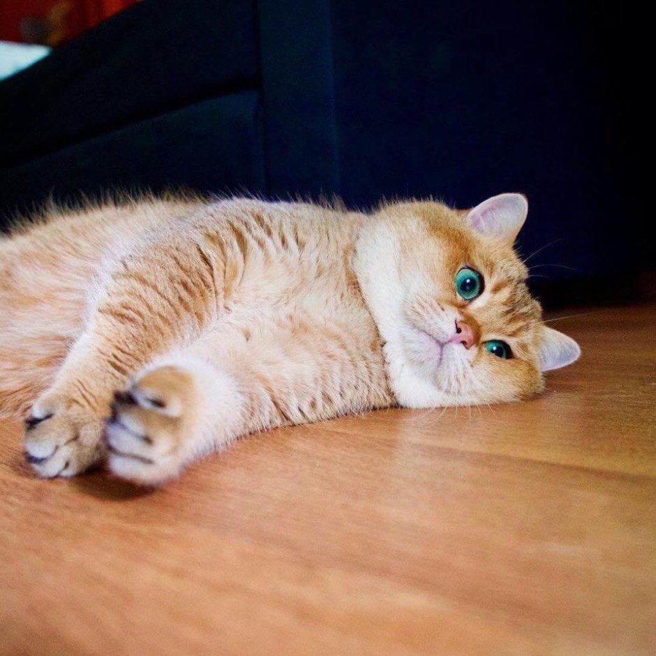 Скоттиш страйт Хосико