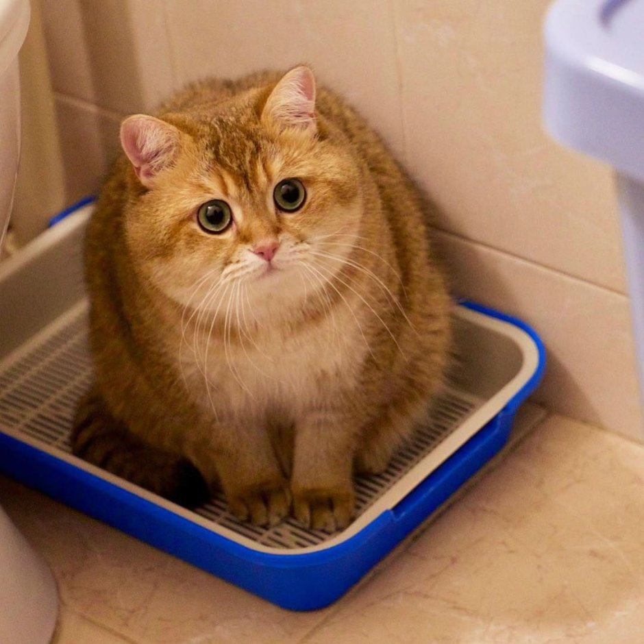 Скоттиш страйт вислоухий рыжий