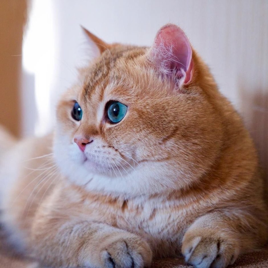 Шотландская короткошерстная Золотая шиншилла