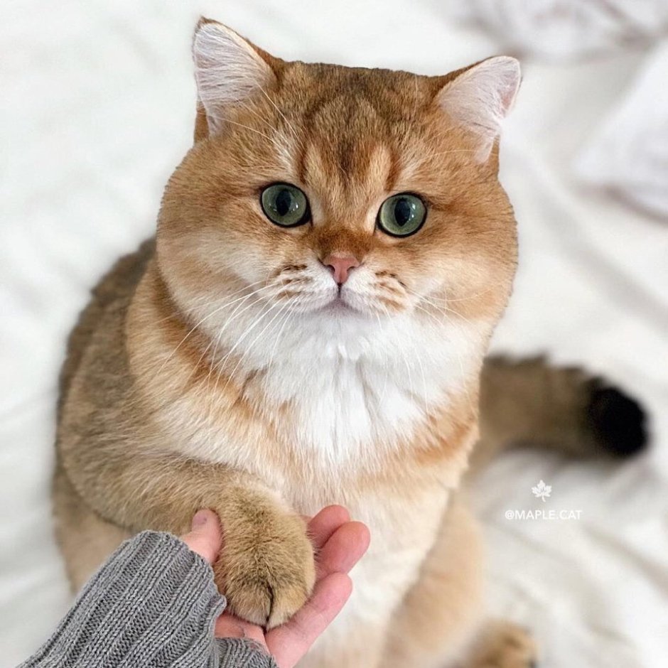 Кот британец Апполо