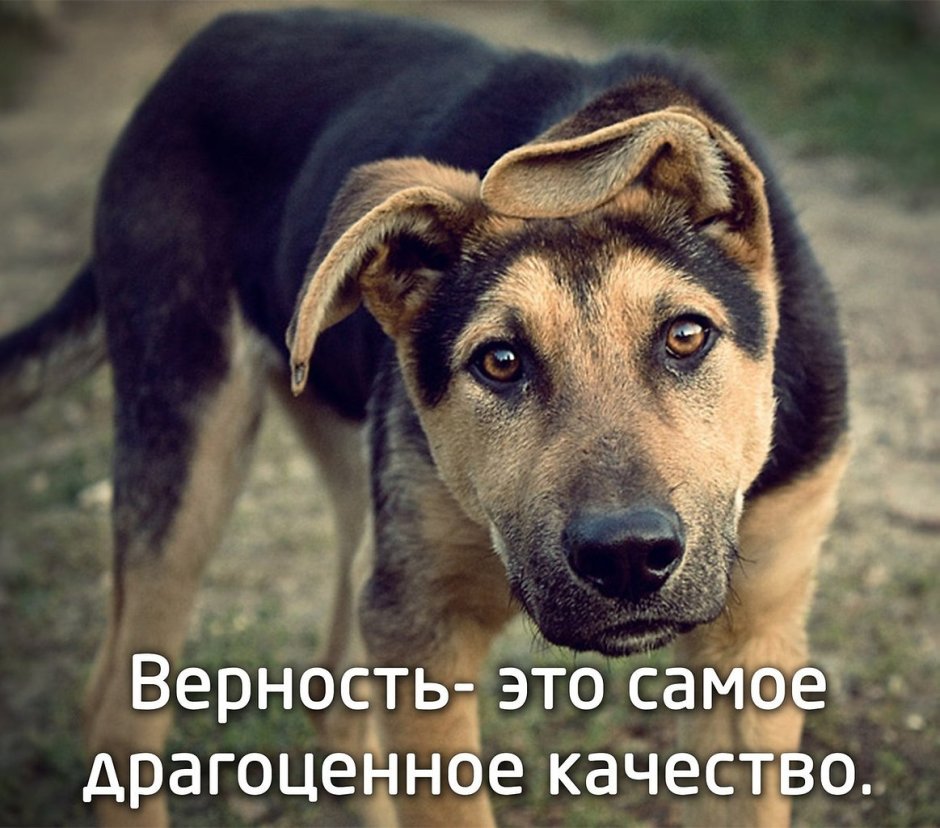 Двортерьер собака