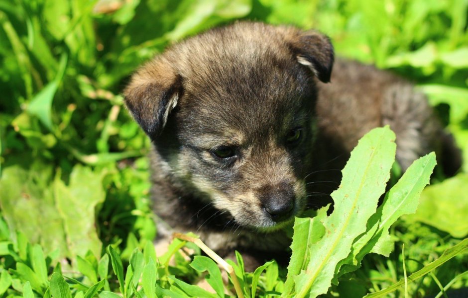 Щенок дворняжки 1 месяц