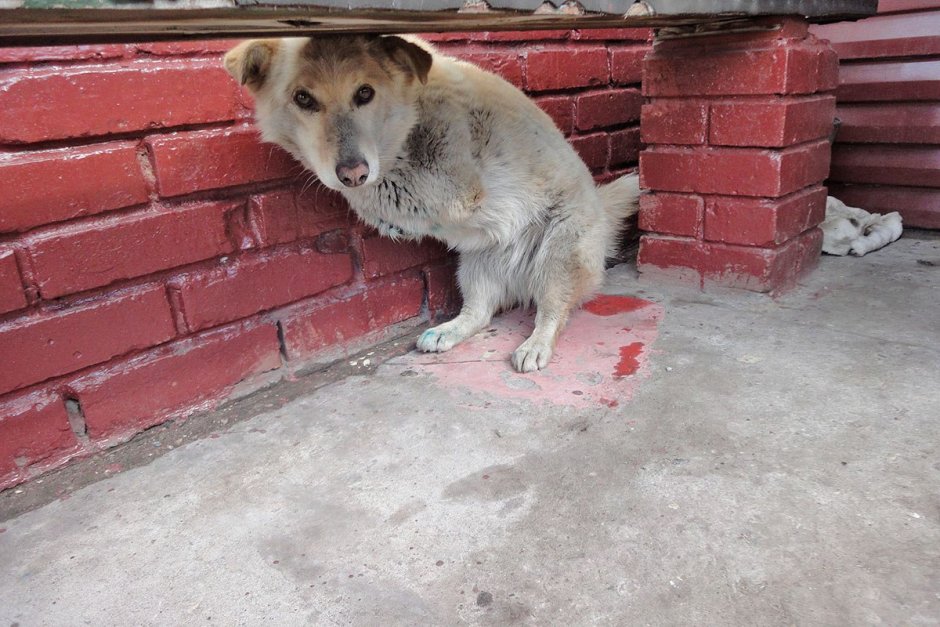 Собака без передних лап