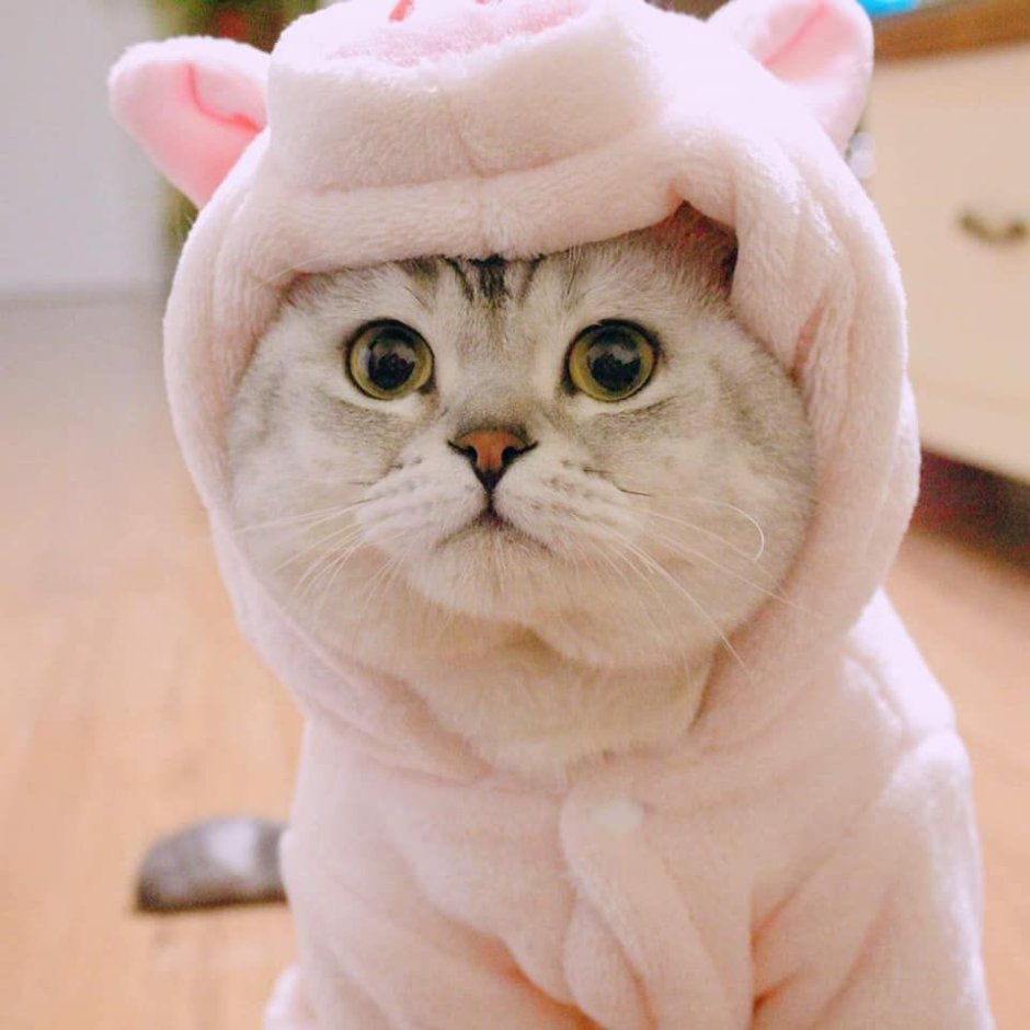 Милые котики в костюмчиках