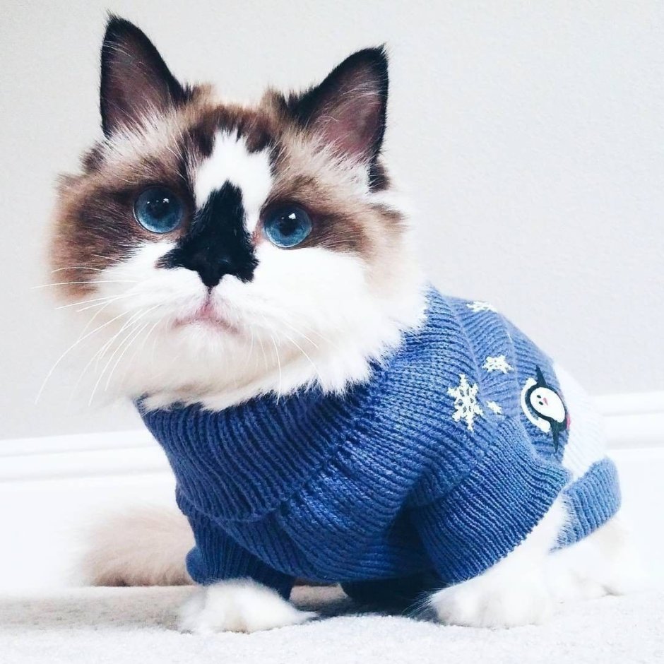 Манчкин кот милые