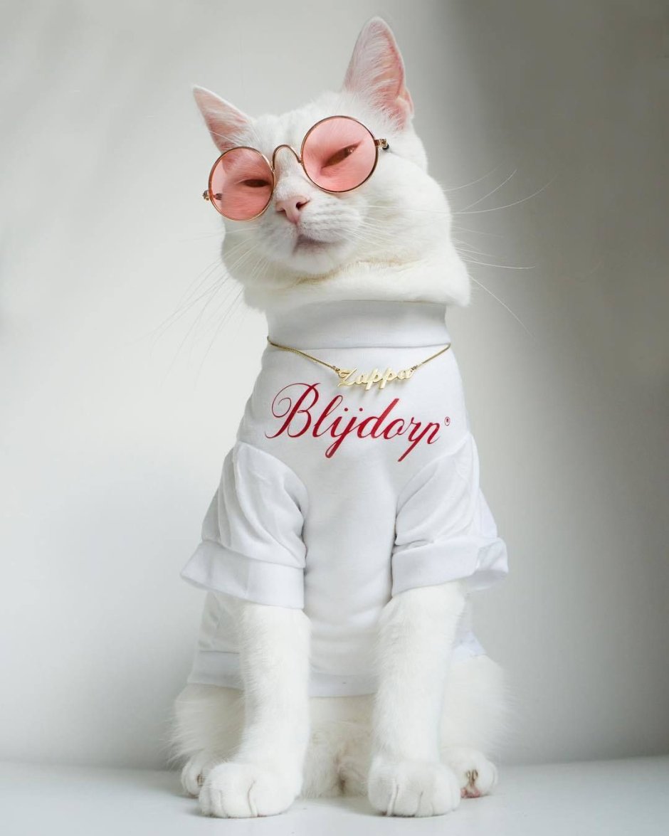 Стильный кот