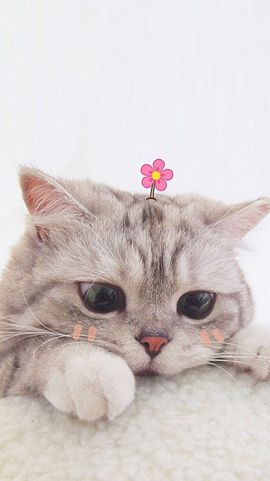 Милый котик с сердечками