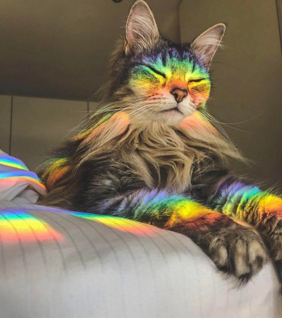 Котик с радугой