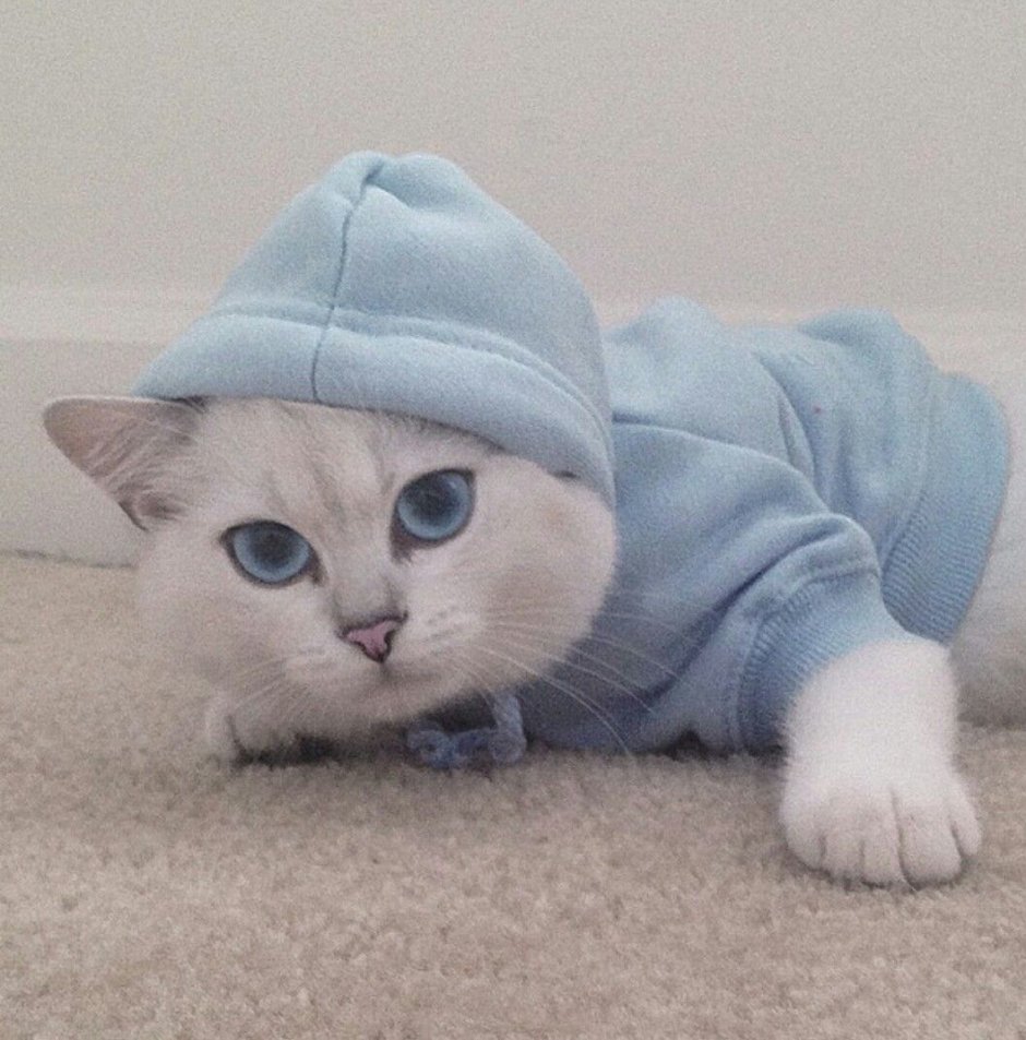 Милые котята в костюмчиках
