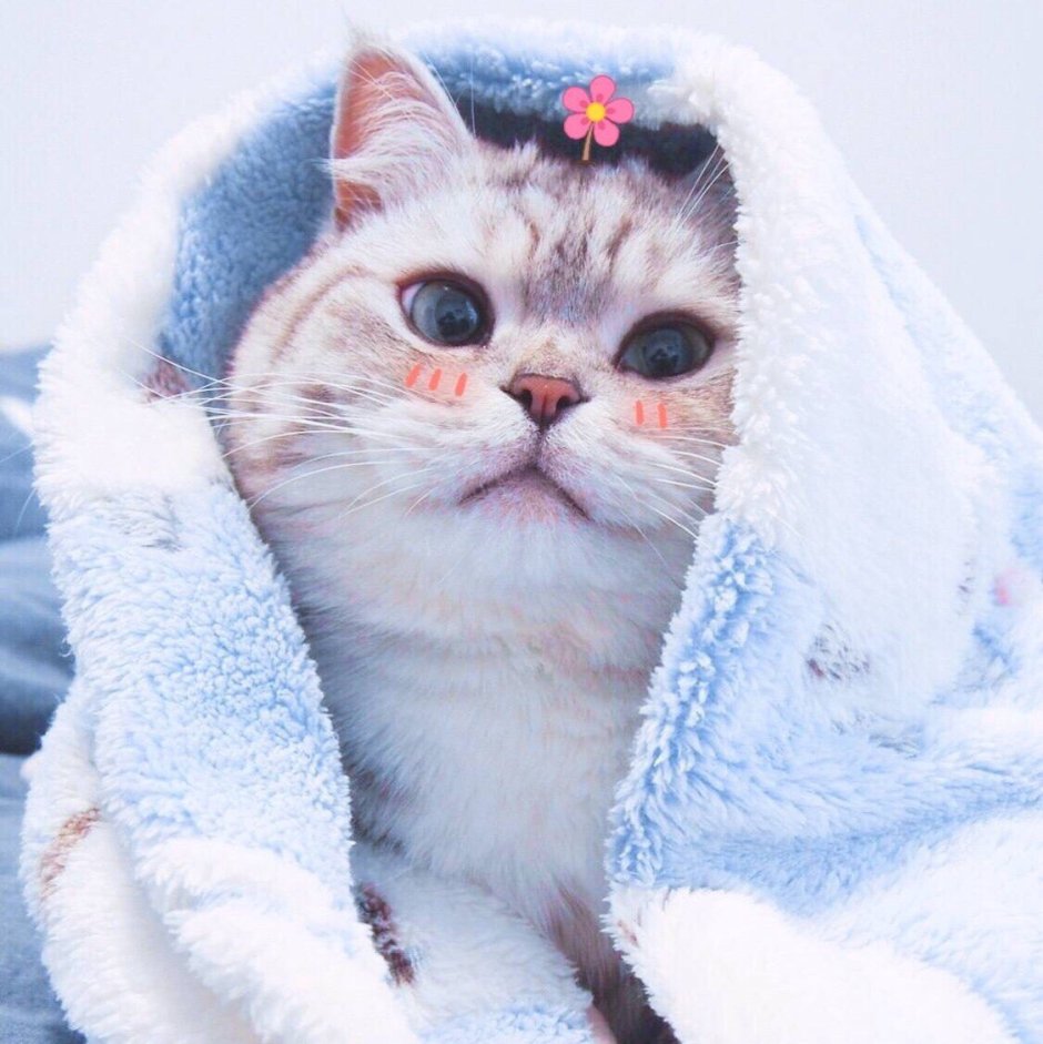 Милая ава с котиком