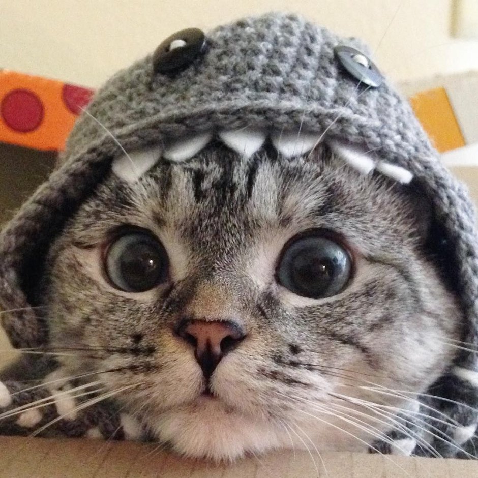 Кот в шапке