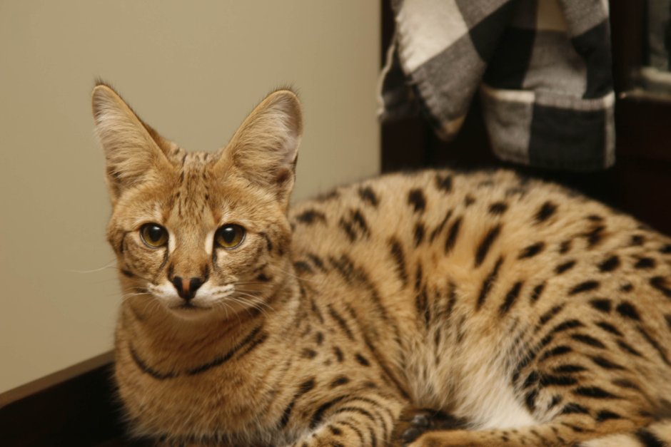 Сервал кустарниковая кошка