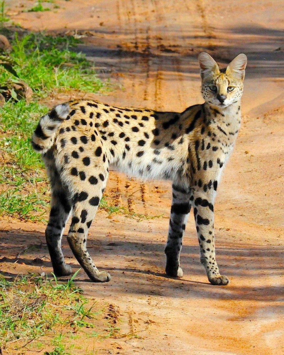 Саванна кошка котенок