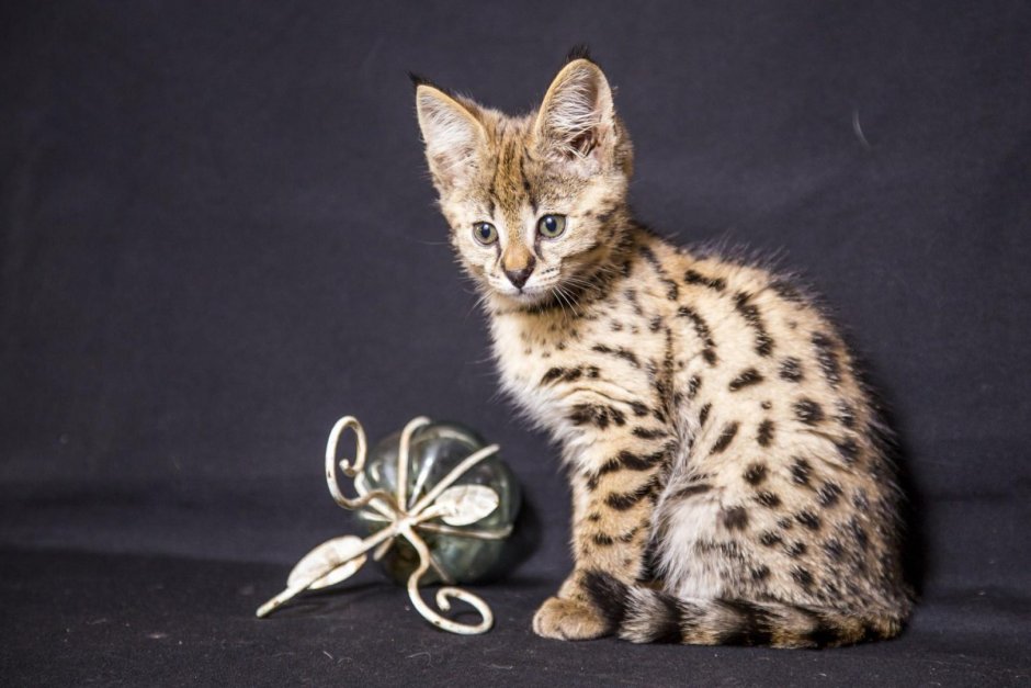 Кошка сенегал