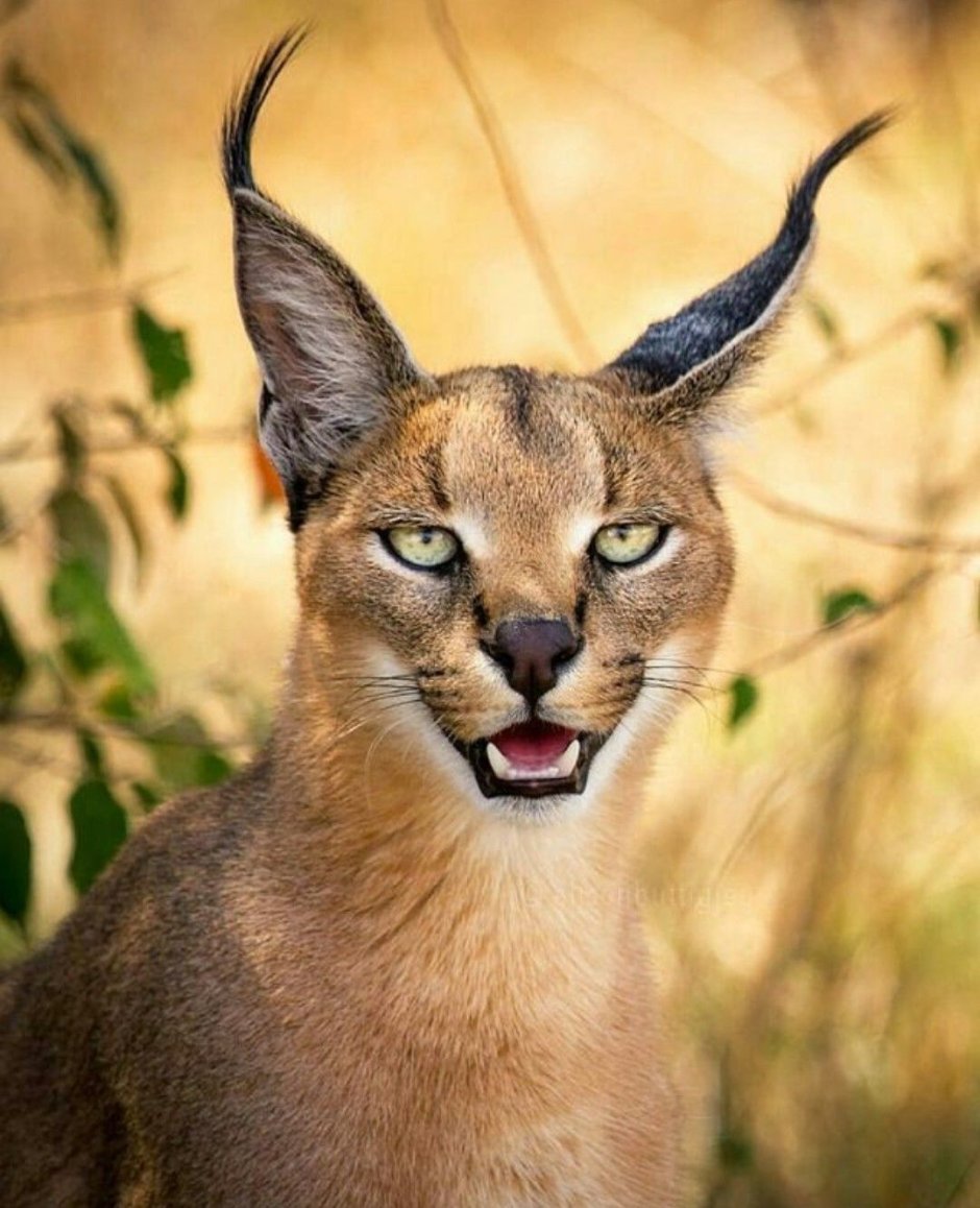 Кошка Ашера