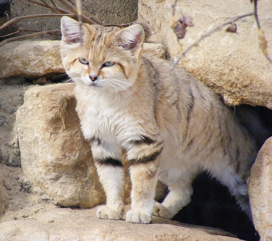 Удивительные кошки и собаки