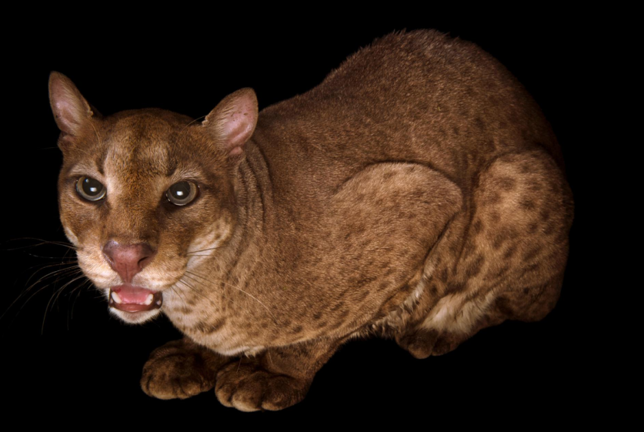 Бенгальская кошка