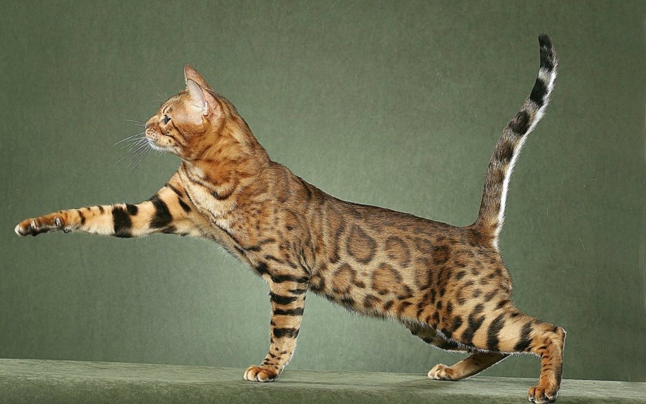 Абиссинская Саванна кошка