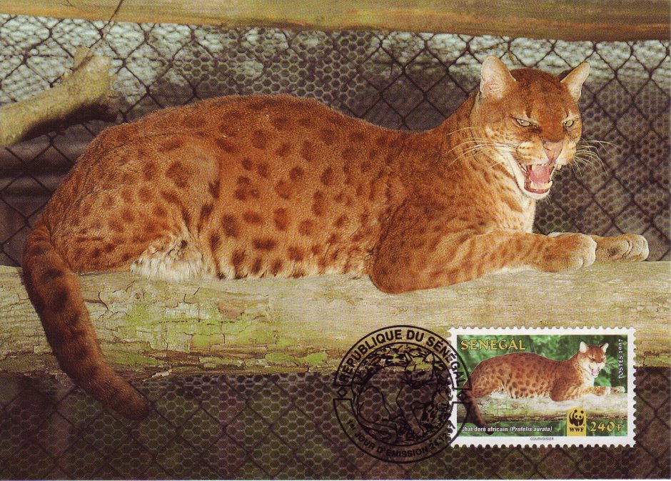 Дикая барханная кошка