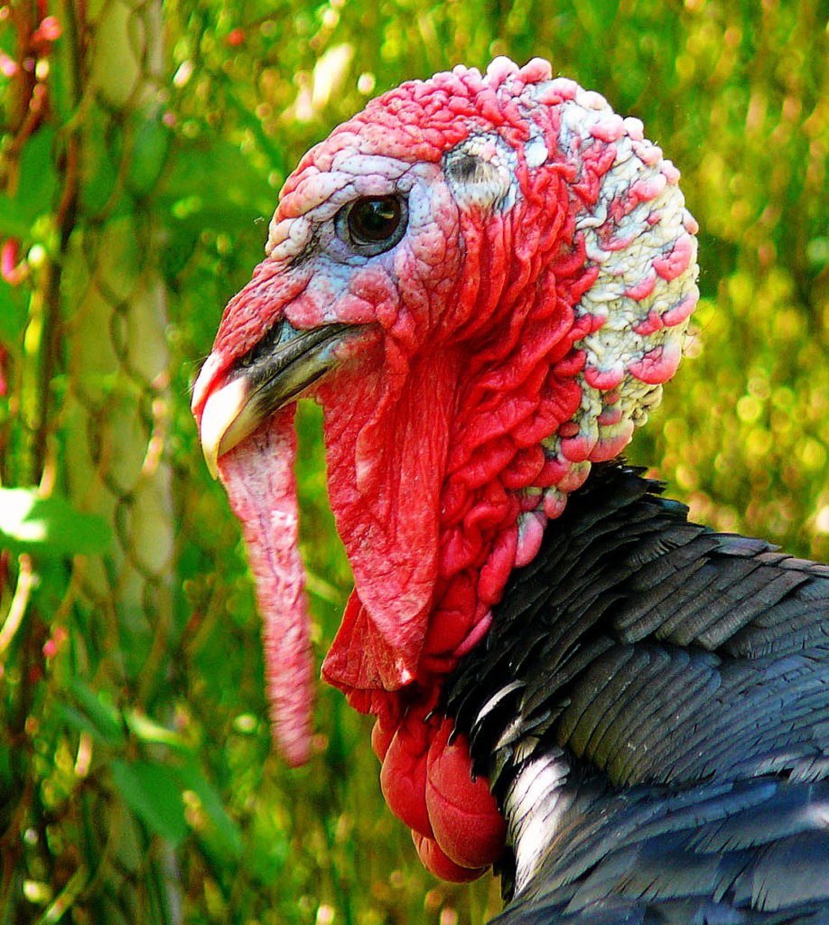 Индюк индюшка и индюшонок