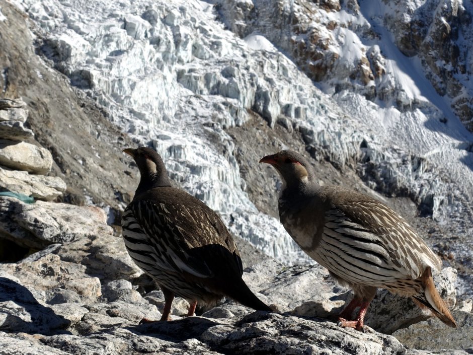 Гималайский улар