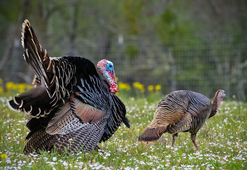 Индюк индюшка и индюшонок