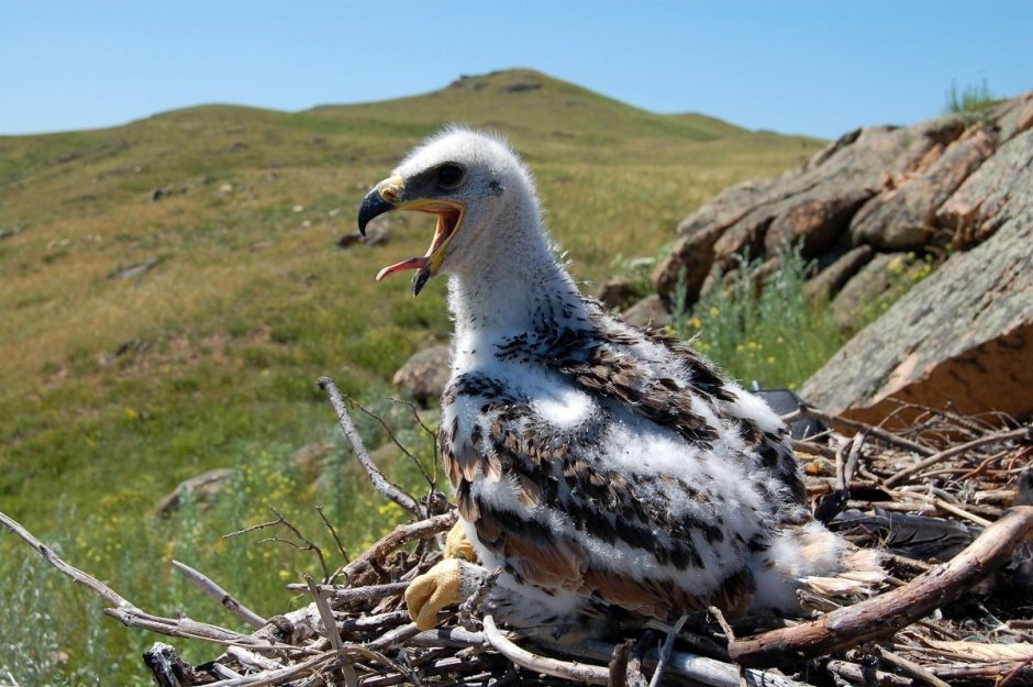 Птицы Катунского заповедника