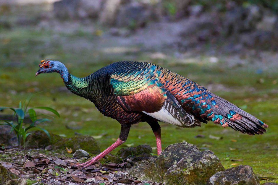 Павлиний индейка глазчатая