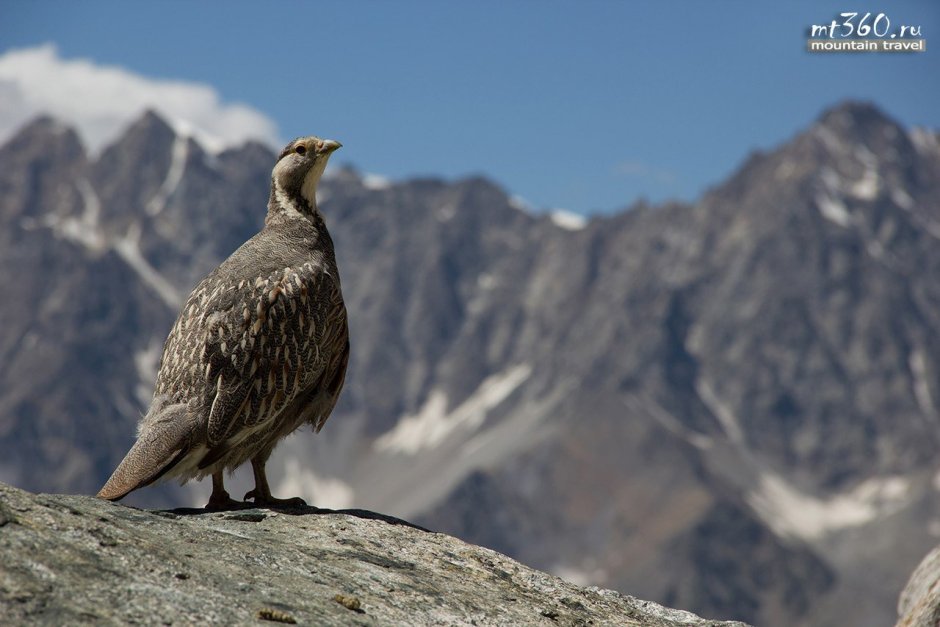 Кавказский улар интересные факты