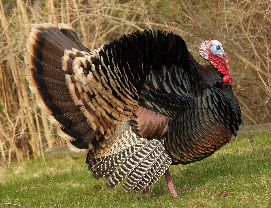 Wild Turkey что за птица