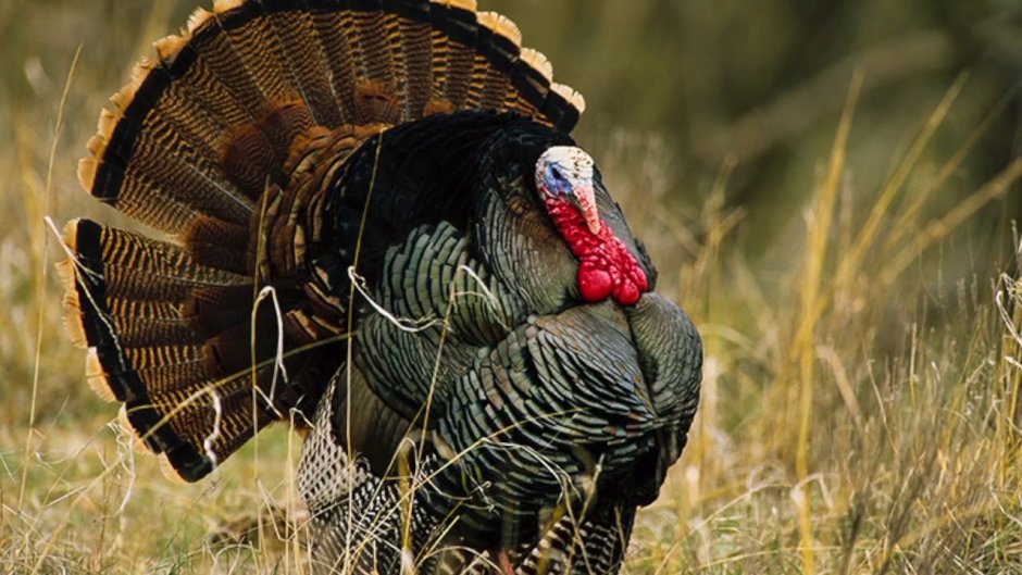 Птица похожая на индюка