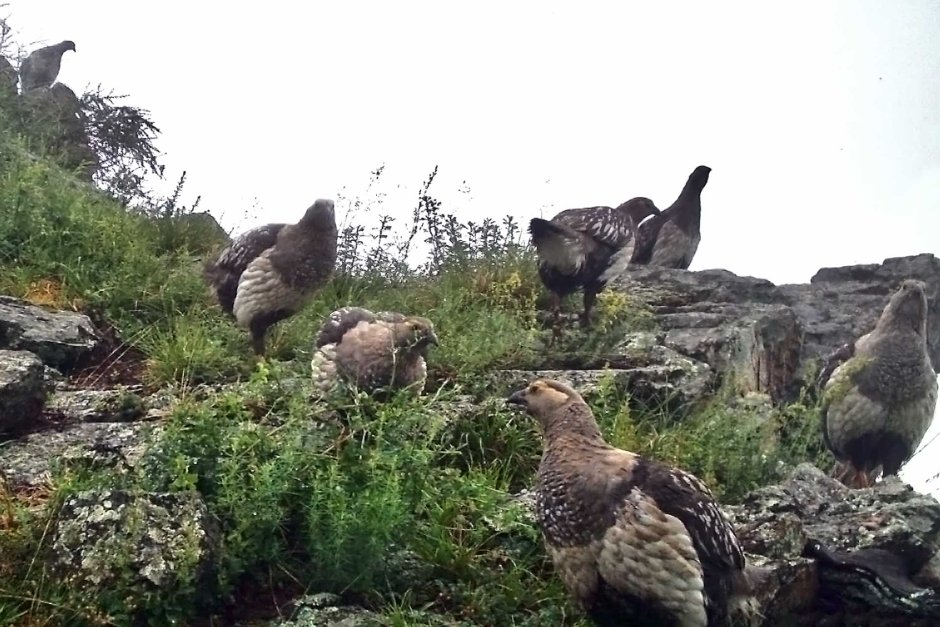 Саяно-Шушенский заповедник птицы