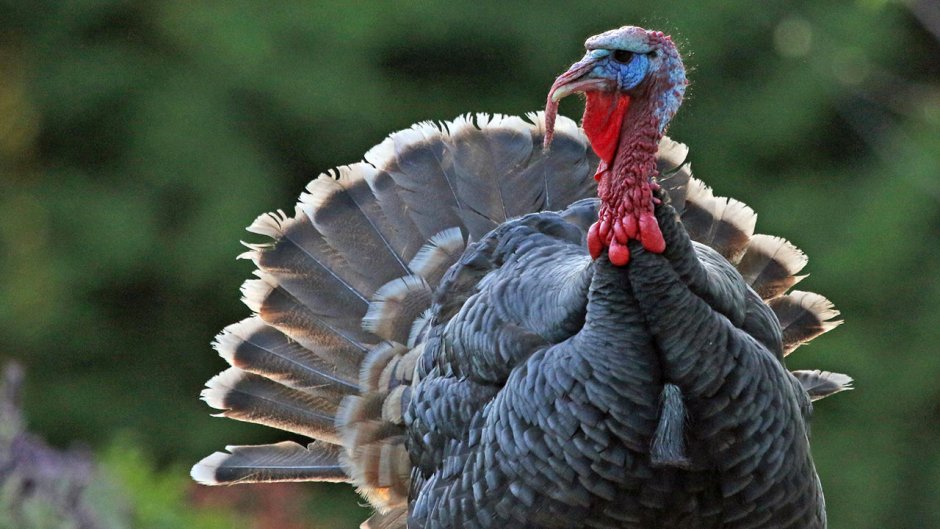 Североамериканская индейка