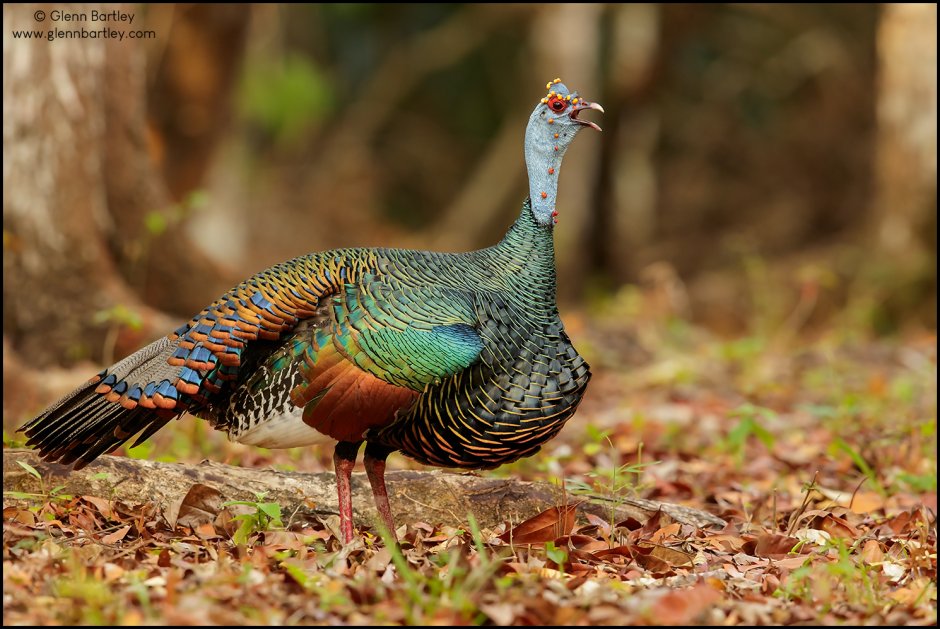 Крупные домашние птицы