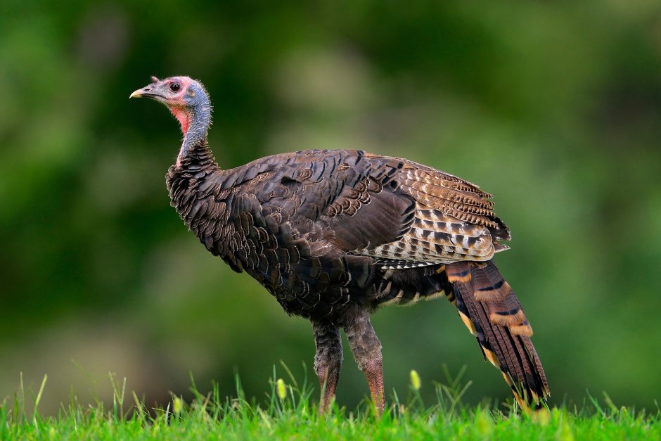 Индюк самка