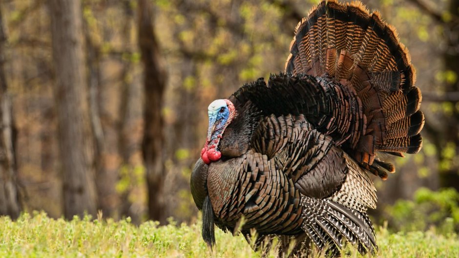 Турция индюк