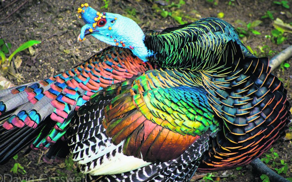Дикий индюк