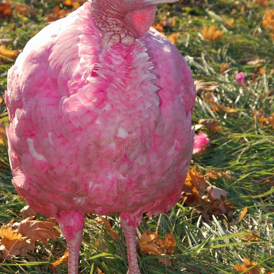 Канадский индюк