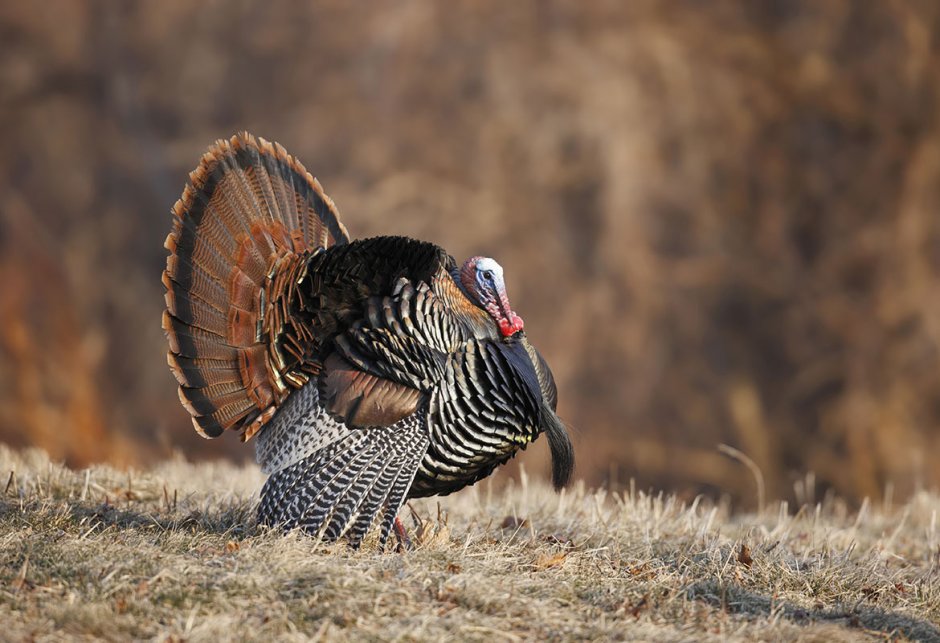 Павлиновая индейка