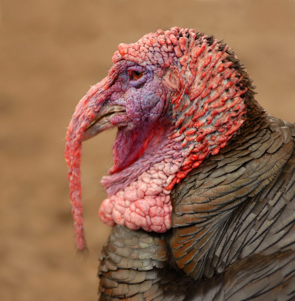 Дикий индюк