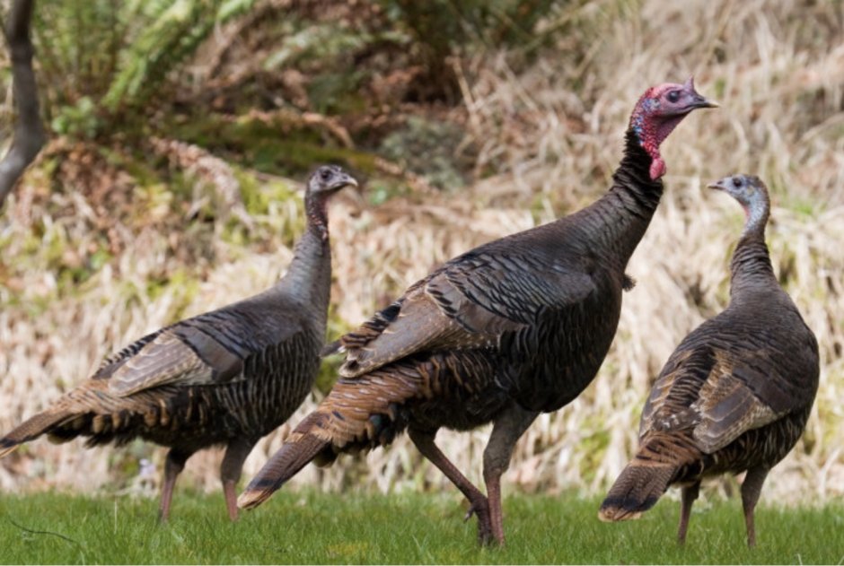 Алтайский улар Википедия