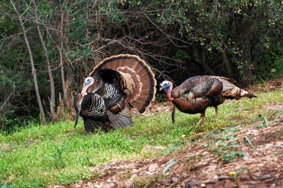 Глазчатый индюк