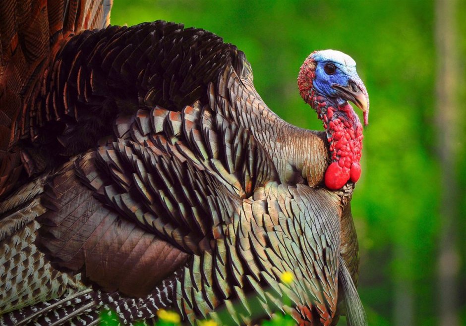 Wild Turkey птица