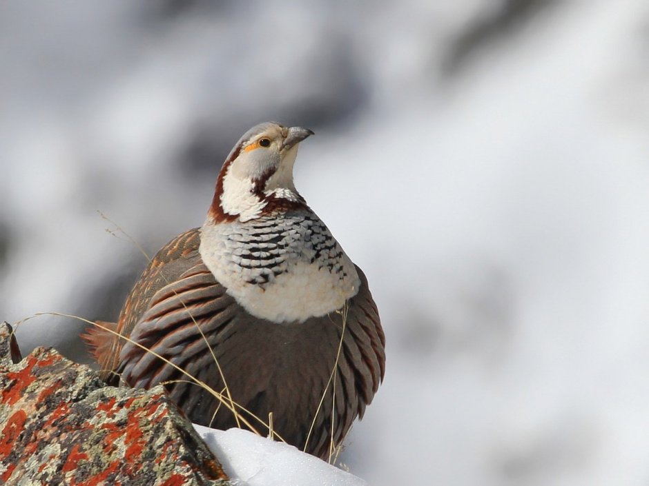 Горная куропатка кеклик