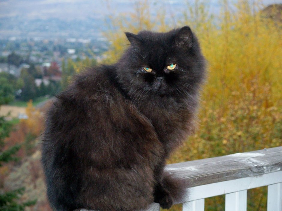 Черная британская длинношерстная кошка