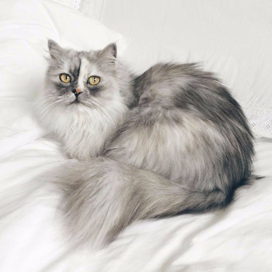 Котенок три месяца на белом фоне